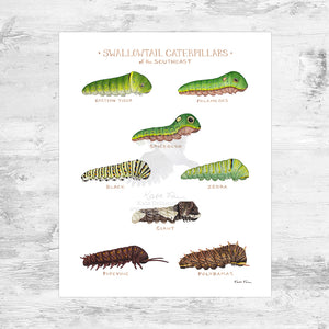 Swallowtail Caterpillars of the Southeast Art Print