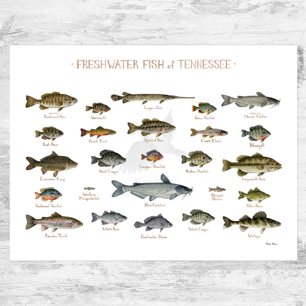 Tennessee Freshwater Fish Field Guide Art Print