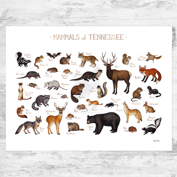 Tennessee Mammals Field Guide Art Print