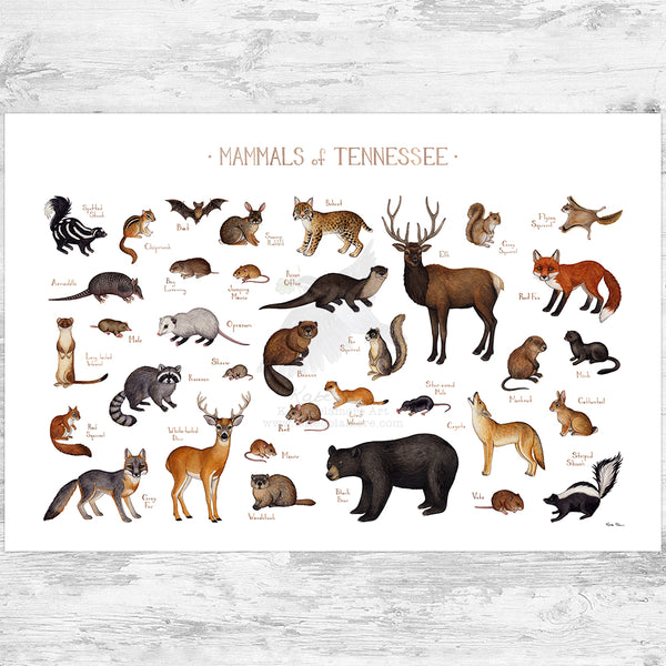 Tennessee Mammals Field Guide Art Print