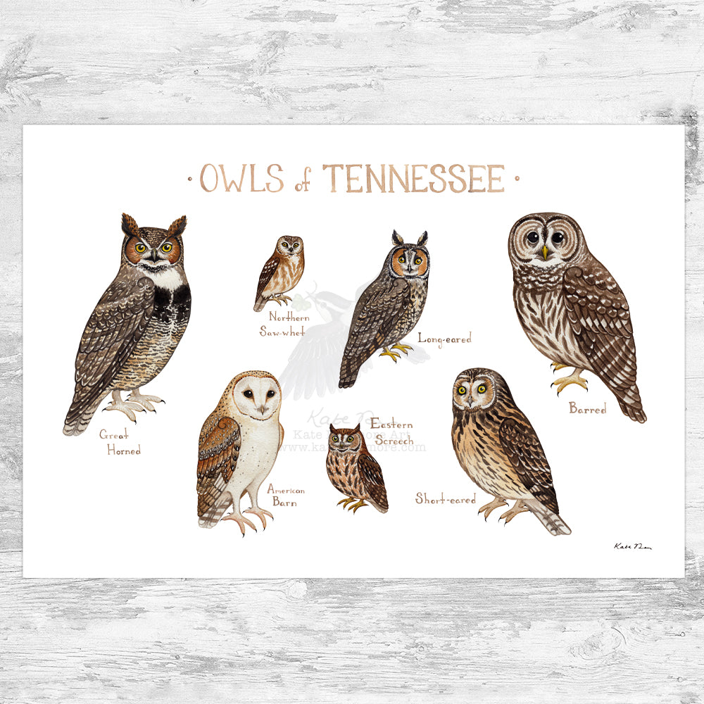 Tennessee Owls Field Guide Art Print