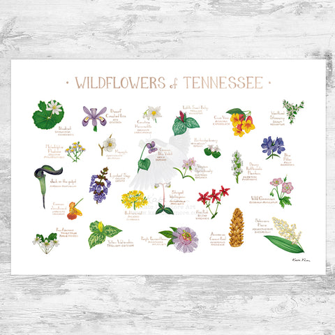 Tennessee Wildflowers Field Guide Art Print