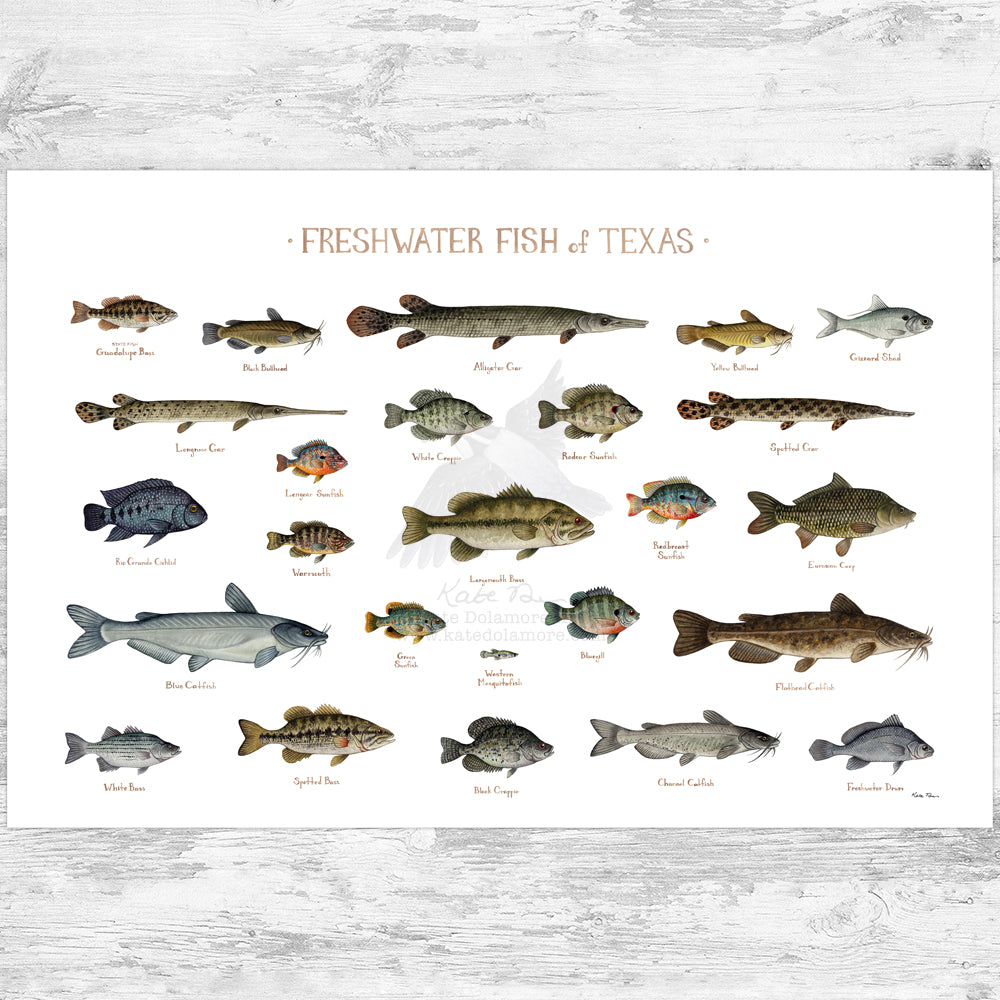 Texas Freshwater Fish Field Guide ArtTexas Freshwater Fish Field Guide Art  