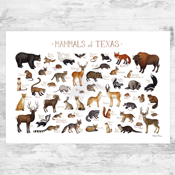 Texas Land Mammals Field Guide Art Print