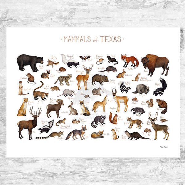 Texas Land Mammals Field Guide Art Print