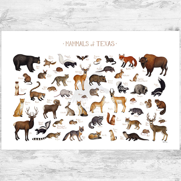 Texas Land Mammals Field Guide Art Print