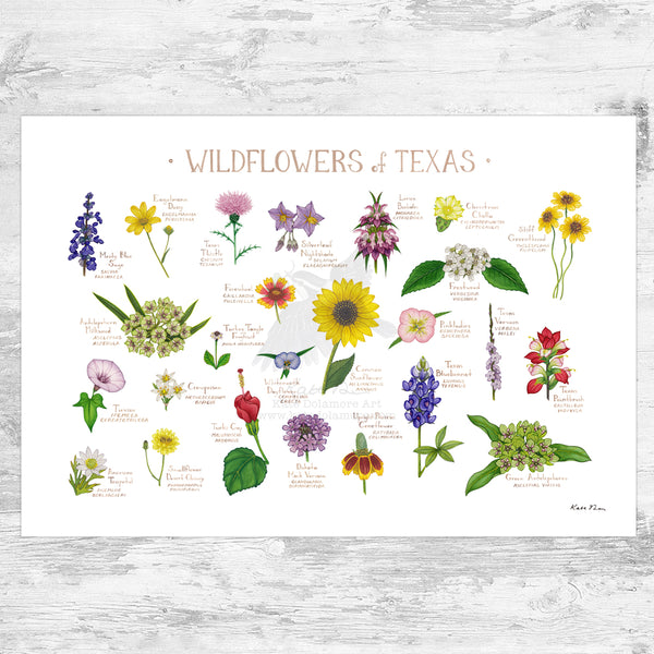 Texas Wildflowers Field Guide Art Print
