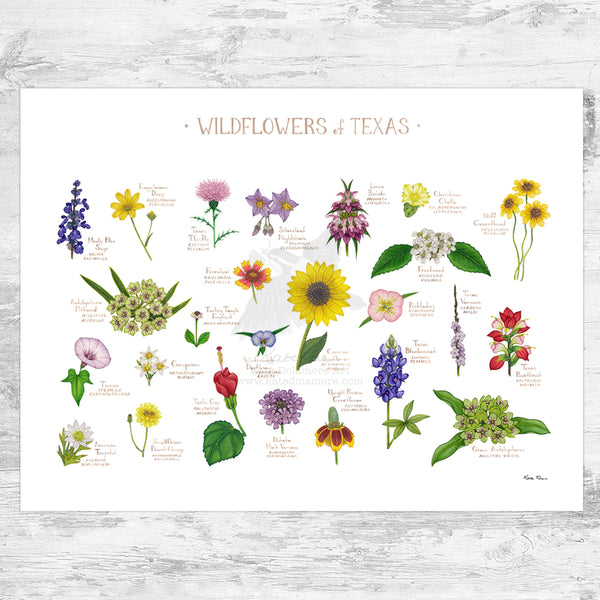 Texas Wildflowers Field Guide Art Print