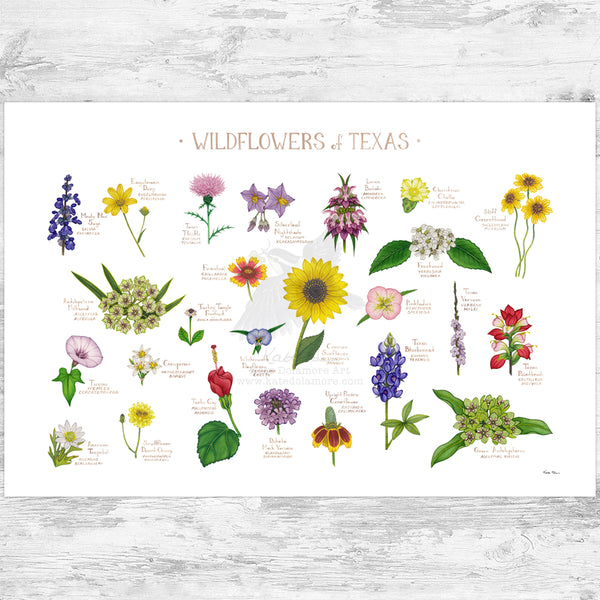 Texas Wildflowers Field Guide Art Print