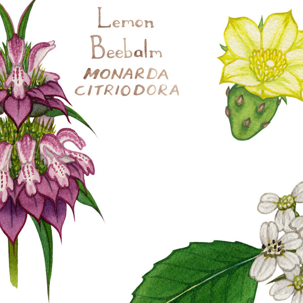 Texas Wildflowers Field Guide Art Print