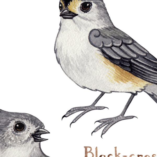 Titmice of North America Art Print