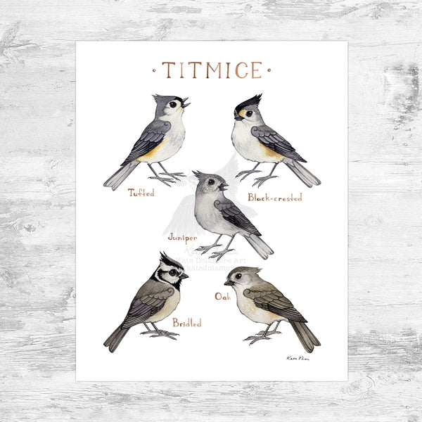 Titmice of North America Art Print
