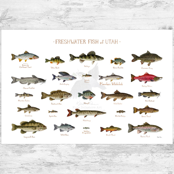 Utah Freshwater Fish Field Guide Art Print