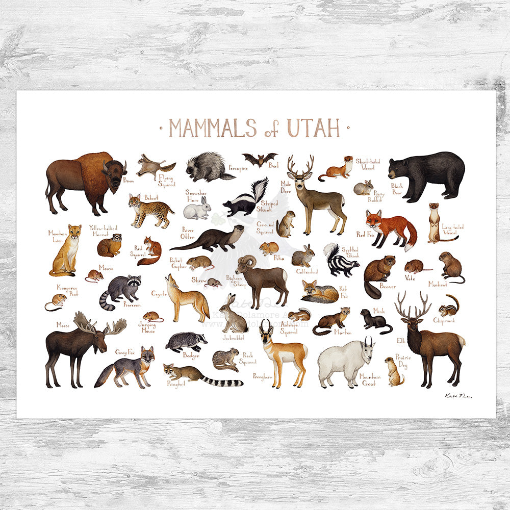 Utah Mammals Field Guide Art Print