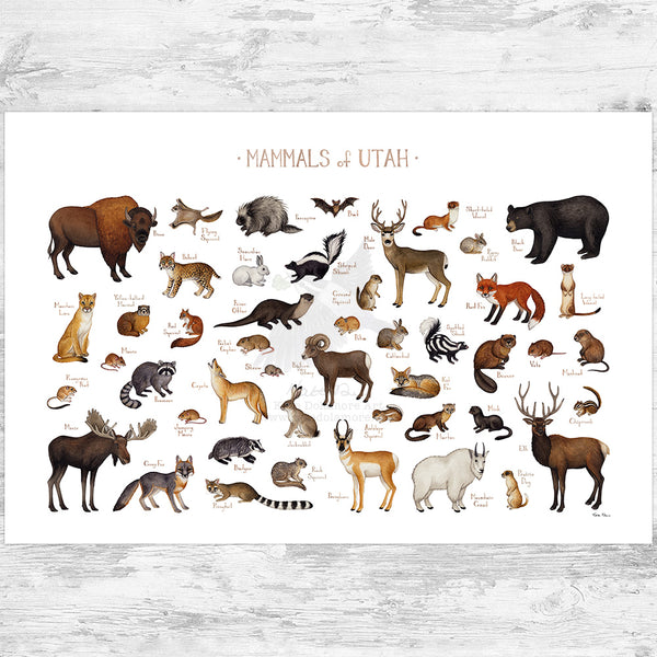 Utah Mammals Field Guide Art Print