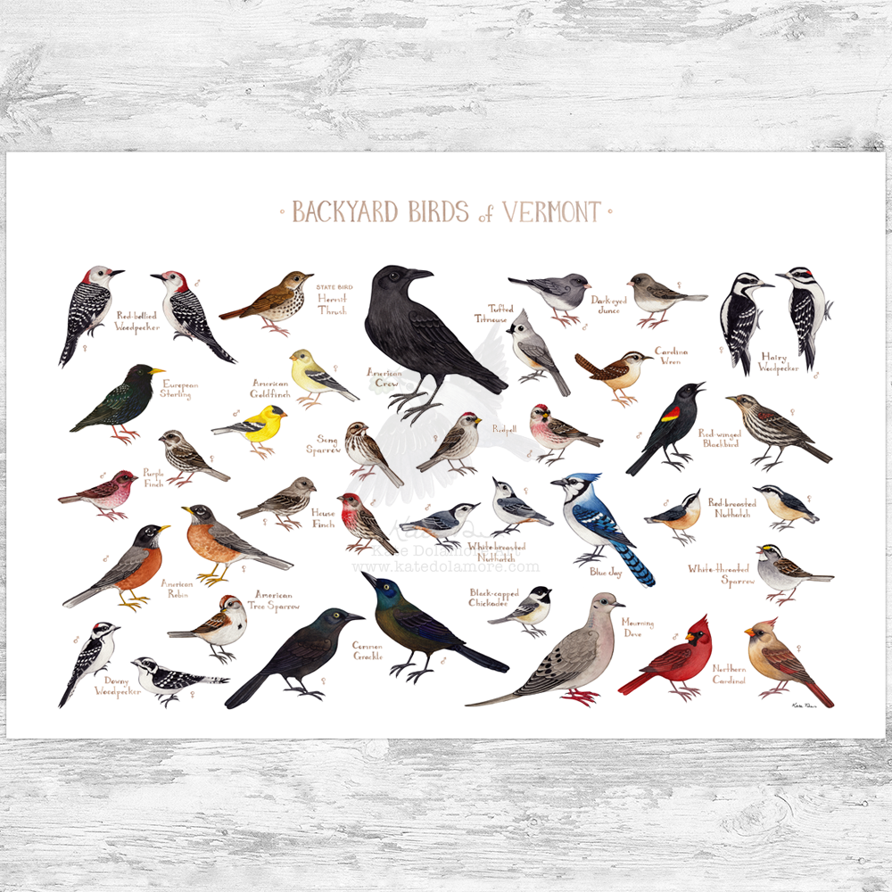Vermont Backyard Birds Field Guide Art Print – Kate Dolamore Art