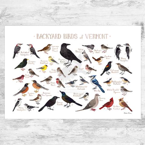 Vermont Backyard Birds Field Guide Art Print