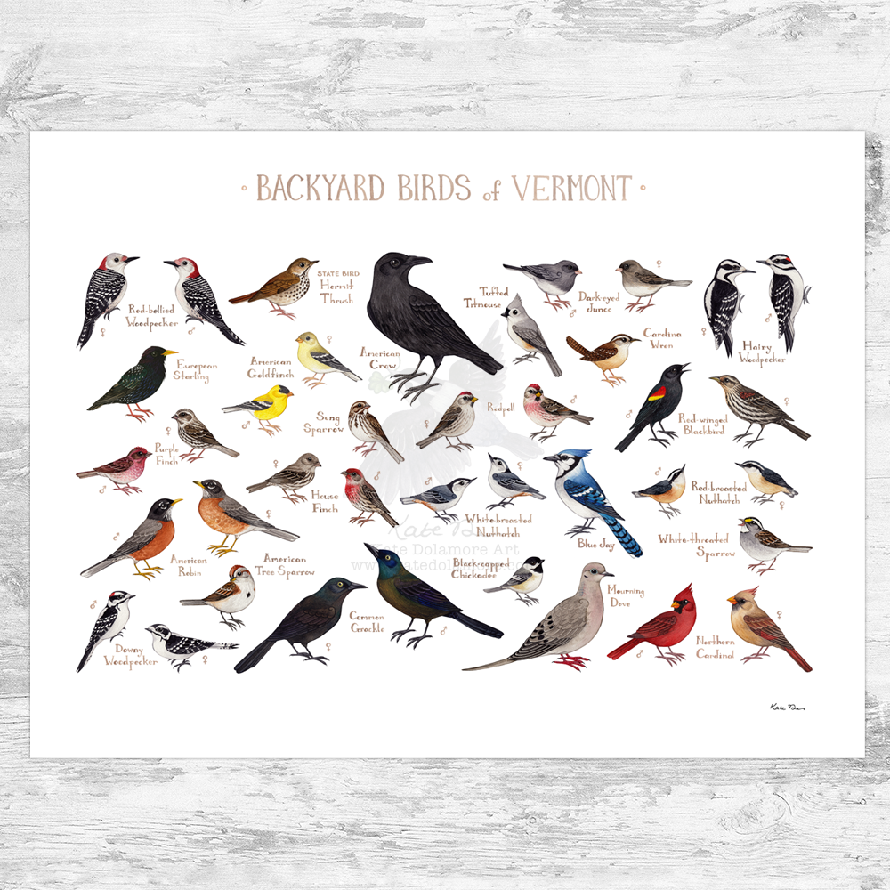 Vermont Backyard Birds Field Guide Art Print – Kate Dolamore Art