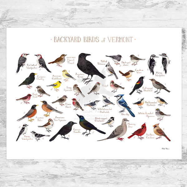 Vermont Backyard Birds Field Guide Art Print