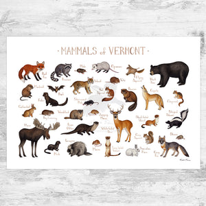 Vermont Mammals Field Guide Art Print
