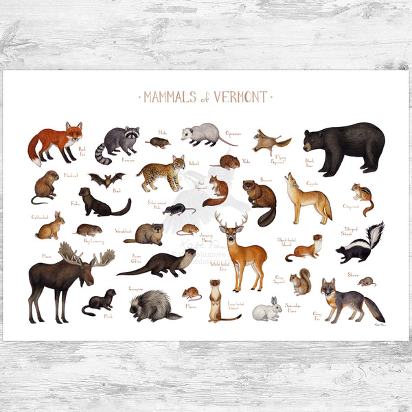 Vermont Mammals Field Guide Art Print