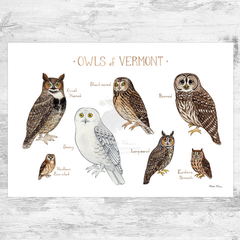 Vermont Owls Field Guide Art Print