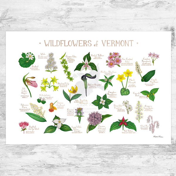 Vermont Wildflowers Field Guide Art Print