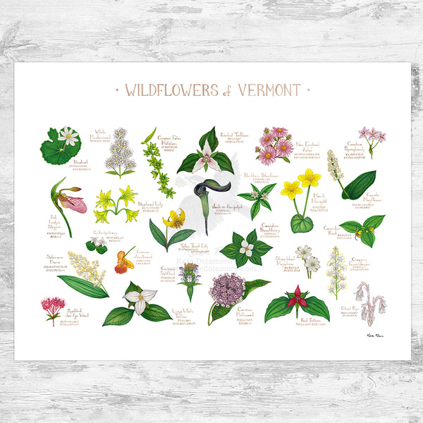 Vermont Wildflowers Field Guide Art Print