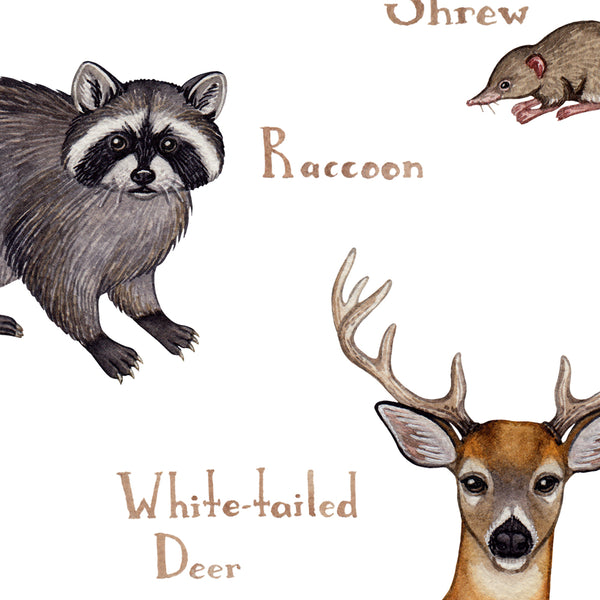 Virginia Land Mammals Field Guide Art Print
