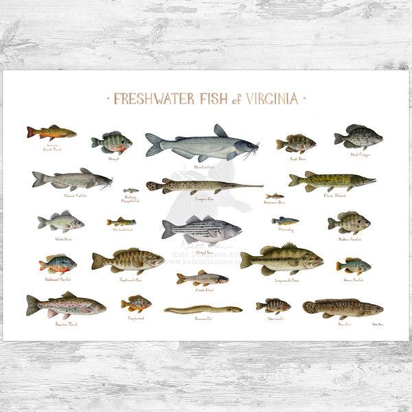 Virginia Freshwater Fish Field Guide Art Print