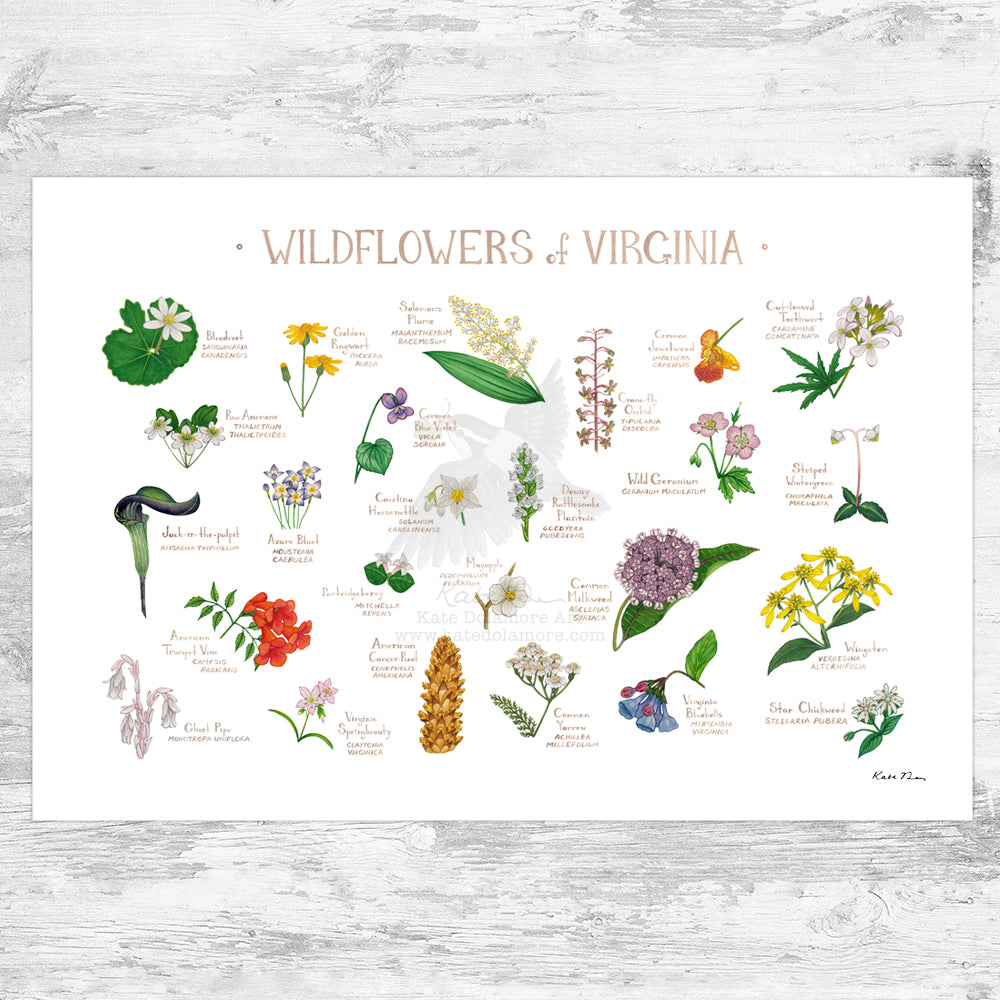 Virginia Wildflowers Field Guide Art Print