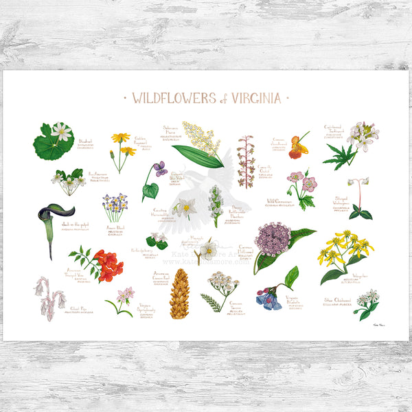 Virginia Wildflowers Field Guide Art Print