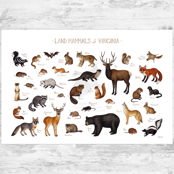 Virginia Land Mammals Field Guide Art Print