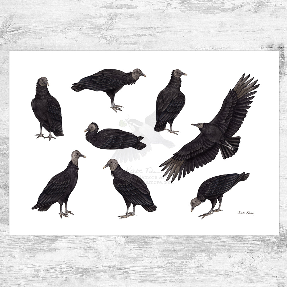 Black Vulture Art Print