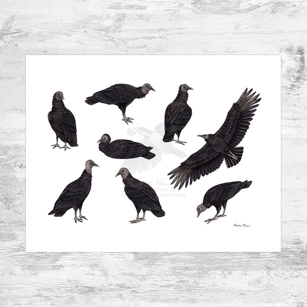 Black Vulture Art Print