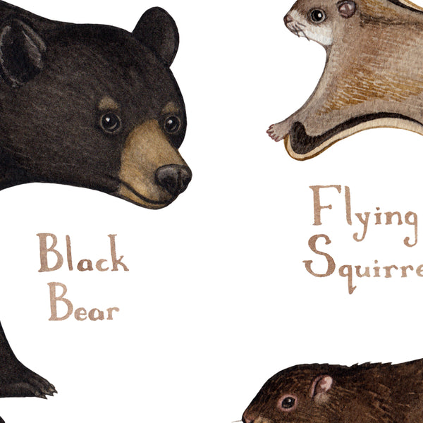 Washington Land Mammals Field Guide Art Print