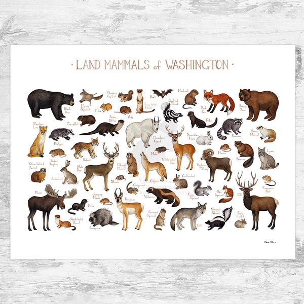 Washington Land Mammals Field Guide Art Print