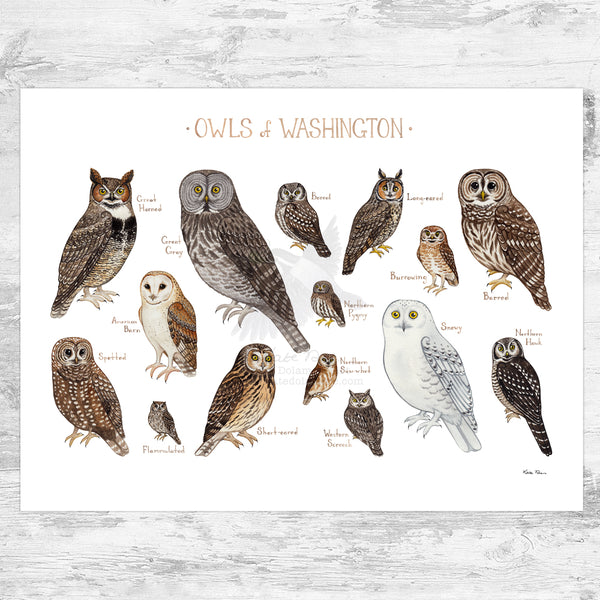 Washington Owls Field Guide Art Print