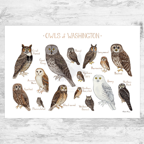 Washington Owls Field Guide Art Print