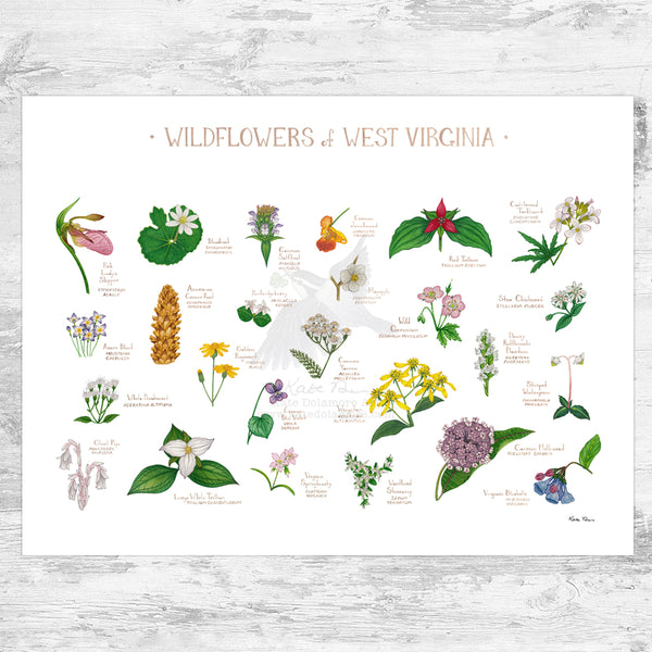 West Virginia Wildflowers Field Guide Art Print