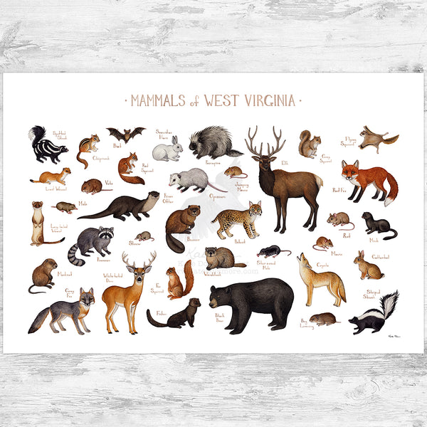 West Virginia Mammals Field Guide Art Print