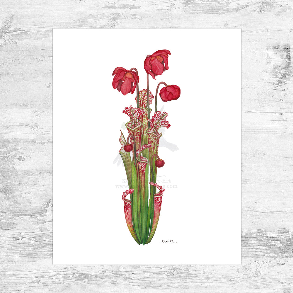 White-topped Pitcher Plant Art Print