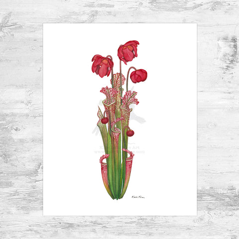 White-topped Pitcher Plant Art Print