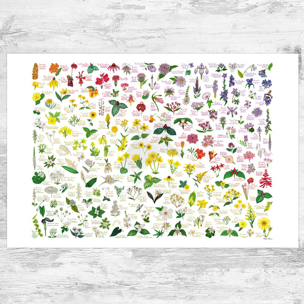 Wildflowers of the Eastern US Rainbow Art Print