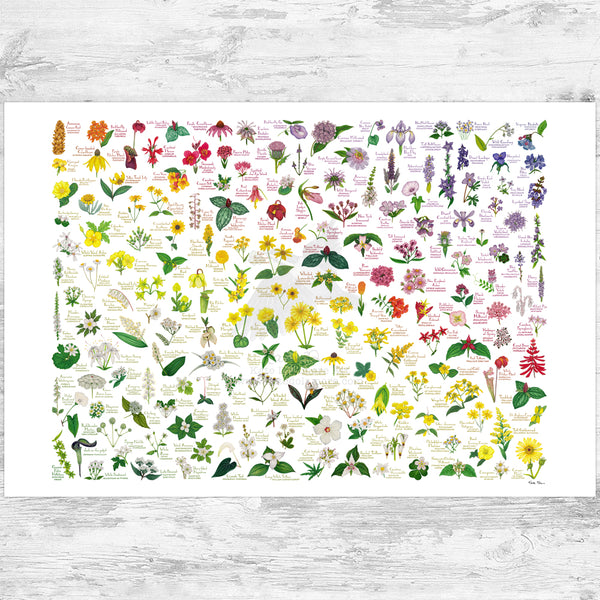 Wildflowers of the Eastern US Rainbow Art Print