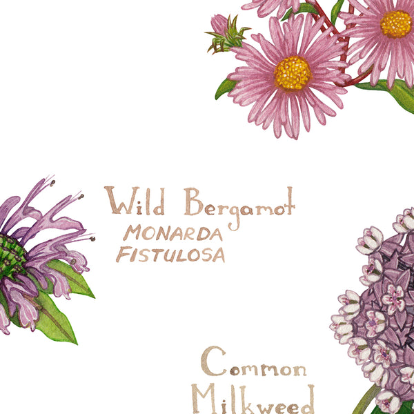 Wisconsin Wildflowers Field Guide Art Print