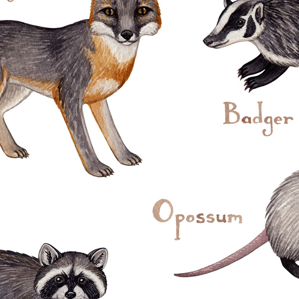 Wisconsin Mammals Field Guide Art Print