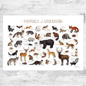 Wisconsin Mammals Field Guide Art Print