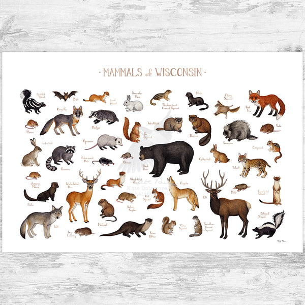 Wisconsin Mammals Field Guide Art Print