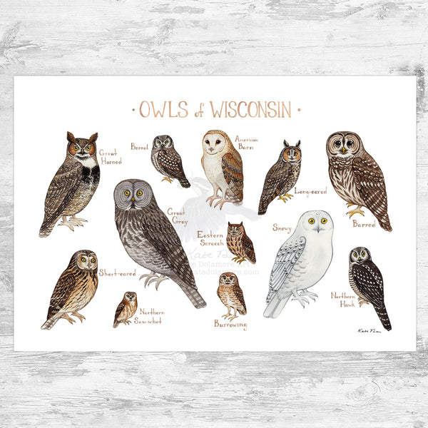 Wisconsin Owls Field Guide Art Print